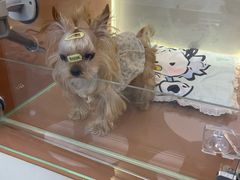 -Oh My Dog宠物沙龙(伊珊娜皮毛护理店)