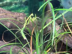 -上海大自然野生昆虫馆(东方明珠·爬宠昆虫探索中心)