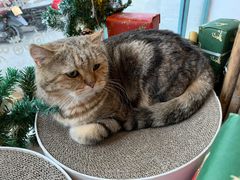 -喵屿·大理花园猫咖