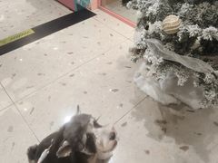 -FAELING PETS美天灵宠物(合生汇店)