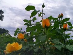 -国家植物园南园