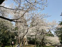 -武汉大学-樱园