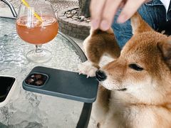 -柴犬高等学院·狗咖·柴犬售卖·宠物训练