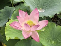 -莲花池公园