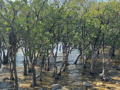 -宝安西湾红树林湿地公园