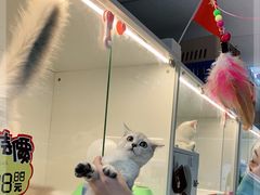 -lincat·猫舍(广州店)