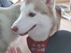 -Husky Go! 哈士奇体验馆·宠物咖啡厅狗咖