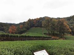 景观位-随意茶庄·地道杭帮农家菜(梅家坞店)