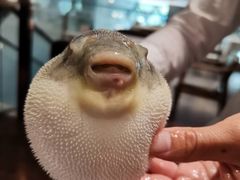 -肆月河豚·新淮扬(金融街店)