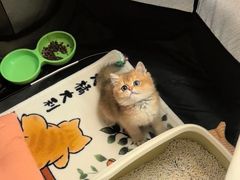 -猫十亿·布偶金渐层·曼基康矮脚猫舍(青年路店)