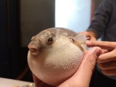 -肆月河豚·新淮扬(金融街店)