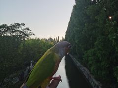 -水杉园