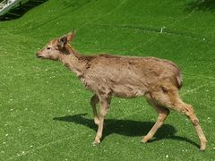 -北京鹿世界主题园