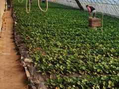 -田趣农庄草莓采摘园