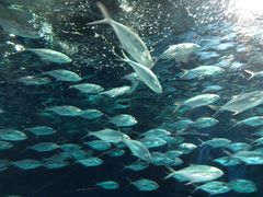 -上海海洋水族馆