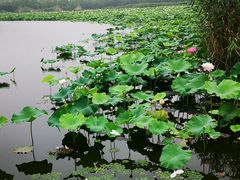 -荷塘月色湿地公园·向阳花洲