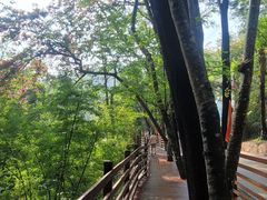 -西双版纳原始森林公园