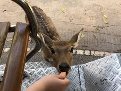 -清迈夜间动物园