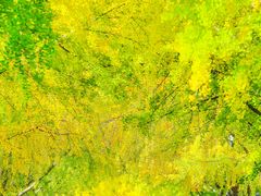 -三里屯东五街银杏大道