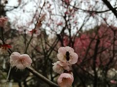 -南京古林公园