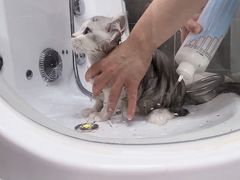 -babydoll猫舍·米努特·德文·缅因(久光中心店)
