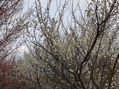 -蜀冈西峰生态公园