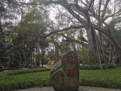 -瑞丽独树成林风景区