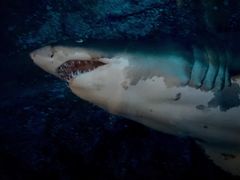 -迪拜水族馆及水下动物园