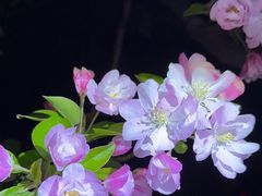 -海棠花溪(元大都城垣遗址公园)