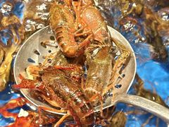 -亚马逊蒸汽活海鲜自助(LCM置汇旭辉广场店)