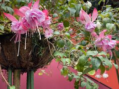 -植物学家的女儿(北马道巷店)