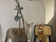 -琪喵猫屋·撸猫猫咖·猫舍