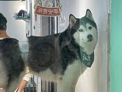 -Husky Go! 哈士奇体验馆·宠物咖啡厅狗咖