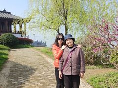 -合肥滨湖国家森林公园