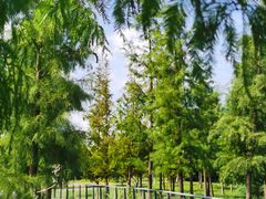 -昆山城市生态森林公园