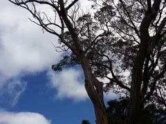 -悉尼蓝山三姐妹峰