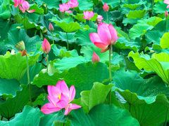 -陈家山荷花公园
