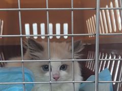 -四月宠物医院·猫专科·心脏专科·内科(转塘店)