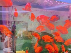 -雅悦齿科(顾村公园店)
