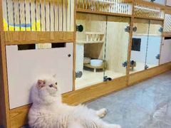 -山宅一喵德文卷毛猫舍