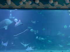 -烟台海昌鲸鲨海洋公园