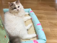 -滚猫咖啡·猫咖·猫友好撸猫(未来城店)