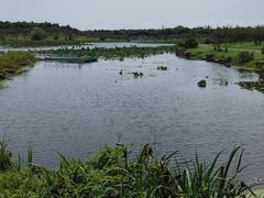 -上海海湾国家森林公园