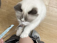 -有喵·猫咖·狗咖·30几只猫10只小狗(岗厦店)