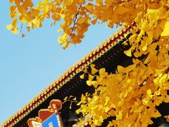 -三里屯东五街银杏大道