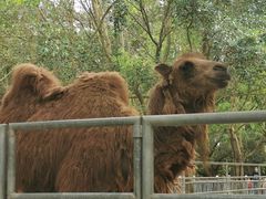 -广东茂名森林公园