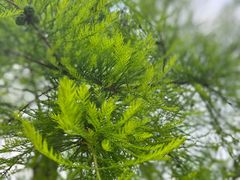 -广州白江湖森林公园