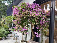 -花神·轻食简餐·咖啡馆·花卉绿植(荷兰花卉小镇店)