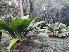 -中国科学院西双版纳热带植物园