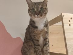 -滚猫咖啡·猫咖·猫友好撸猫(未来城店)